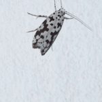 Flachleibmotten (Depressariidae)