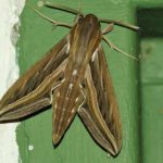 Schwärmer (Hawk Moths, Sphingidae)