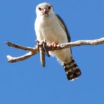 Falkenartige (Falcons, Falconidae)