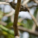 Nektarvögel (Sunbirds, Nectariniidae)