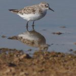 Schnepfenvögel (Sandpipers and allies, Scolopacidae)