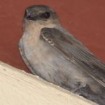 Schwalben (Swallows and Martins, Hirundinidae)