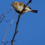 Sperlinge (Sparrows, Passeridae)