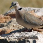 Tauben (Pigeons and Doves, Columbidae)