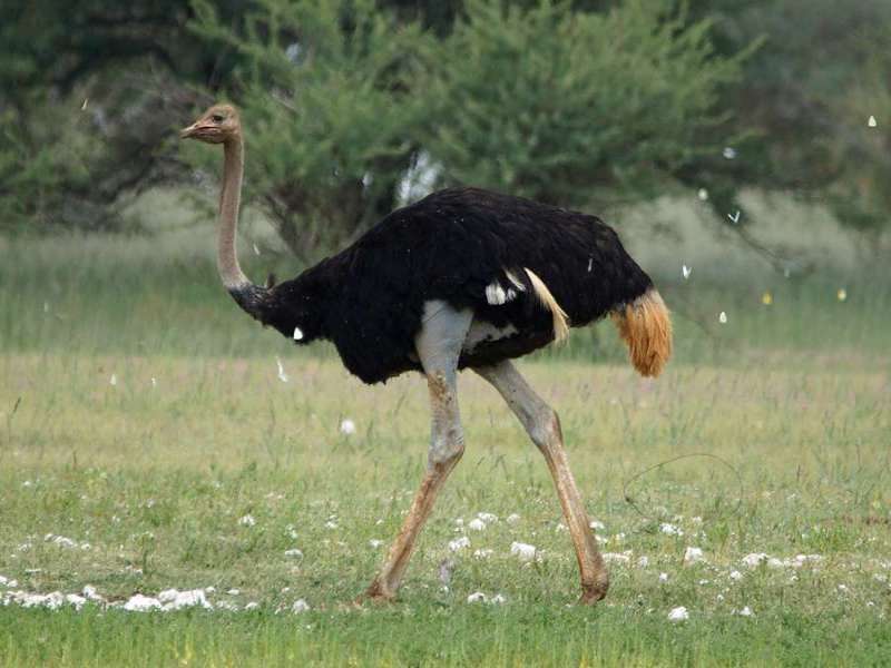 Männlicher Afrikanischer Strauß (Ostrich, Struthio camelus); Foto: 18.03.2017, Kuzikus Wildlife Reserve