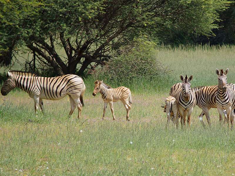 Burchell-Steppenzebras (Burchell's Zebra, Equus quagga burchellii); Foto: 18.03.2017, Kuzikus Wildlife Reserve