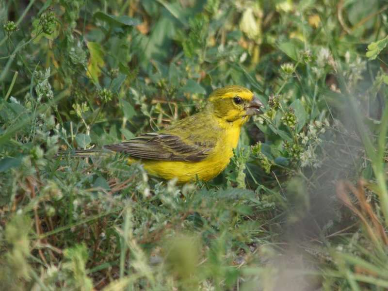 Männlicher Gelbbauch-Girlitz (Yellow Canary, Serinus flaviventris); Foto: 19.03.2017, Kuzikus Wildlife Reserve