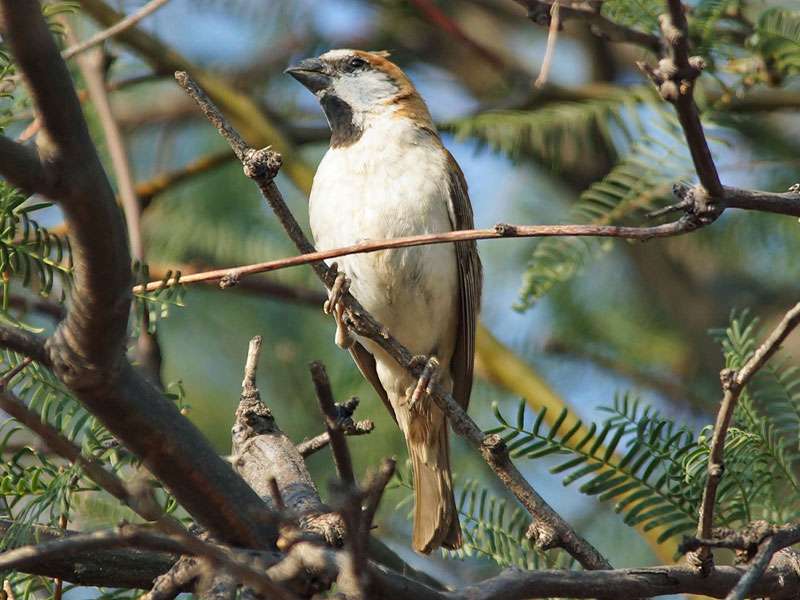Männlicher Rostsperling (Rufous Sparrow, Passer motitensis); Foto: 19.03.2017, Kuzikus Wildlife Reserve