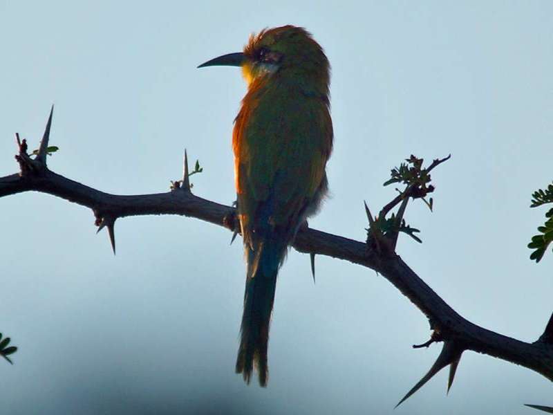 Schwalbenschwanzspint (Swallow-tailed Bee-eater, Merops hirundineus); Foto: 20.03.2017, Kuzikus Wildlife Reserve