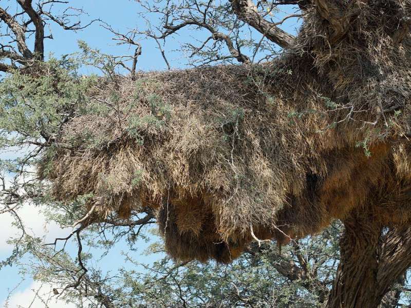 Nest der Siedelweber (Social Weaver, Philetairus socius); Foto: 20.03.2017, Kuzikus Wildlife Reserve