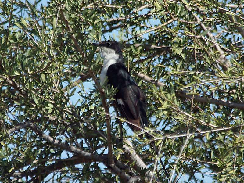 Jakobiner-Kuckuck (Pied Cuckoo, Clamator jacobinus); Foto: 20.03.2017, Kuzikus Wildlife Reserve