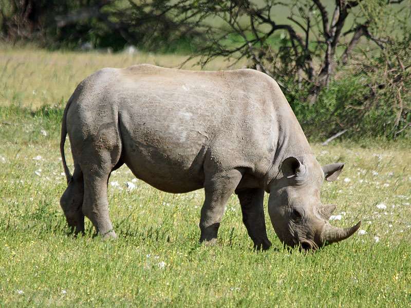 Spitzmaulnashorn (Black rhinoceros, Diceros bicornis); Foto: 20.03.2017, Kuzikus Wildlife Reserve