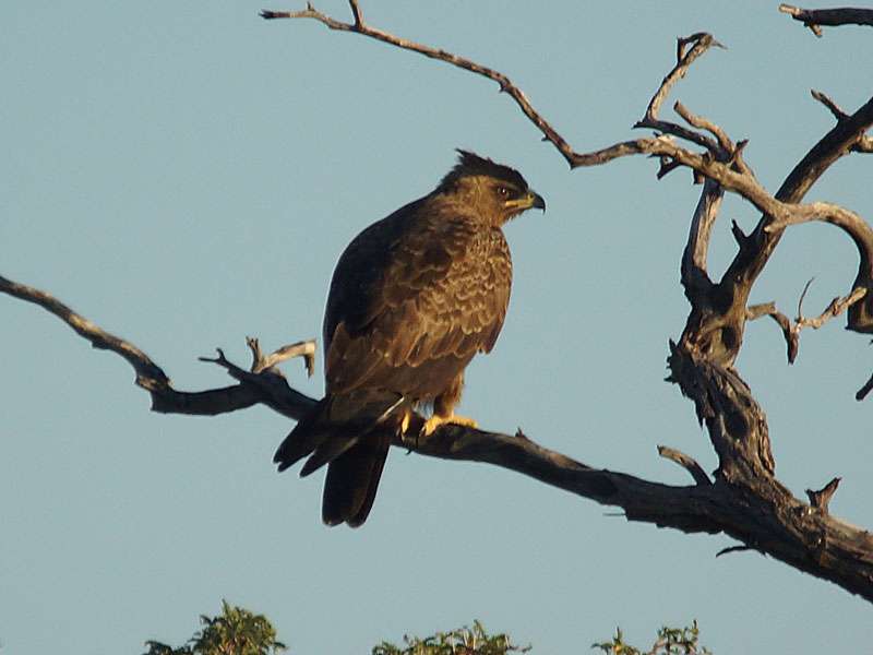 Silberadler (Wahlberg's Eagle, Aquila wahlbergi); Foto: 21.03.2017, Kuzikus Wildlife Reserve