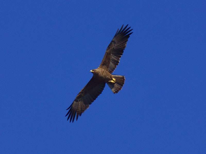 Silberadler (Wahlberg's Eagle, Aquila wahlbergi); Foto: 21.03.2017, Kuzikus Wildlife Reserve