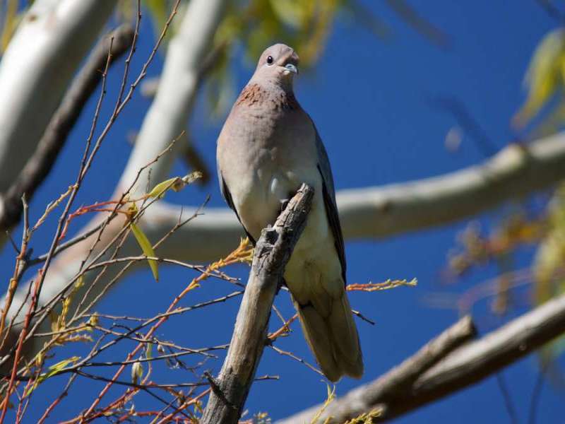 Palmtaube (Laughing Dove, Streptopelia senegalensis); Foto: 21.03.2017, Kuzikus Wildlife Reserve