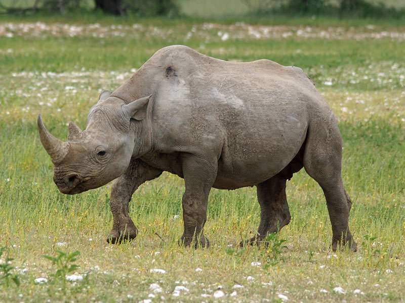Spitzmaulnashorn (Black rhinoceros, Diceros bicornis); Foto: 21.03.2017, Kuzikus Wildlife Reserve
