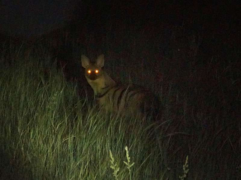 Erdwolf (Aardwolf, Proteles cristata); Foto: 22.03.2017, Kuzikus Wildlife Reserve
