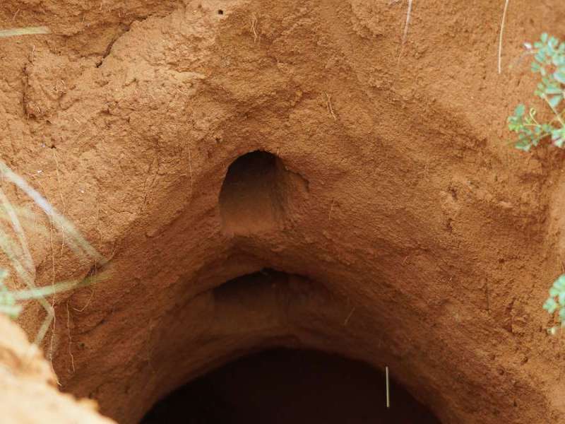 Eingang zu einem Nest von Termitenschmätzern (Southern Anteater-Chat, Myrmecocichla formicivora) im Bau eines Erdferkels; Foto: 23.03.2017, Kuzikus Wildlife Reserve