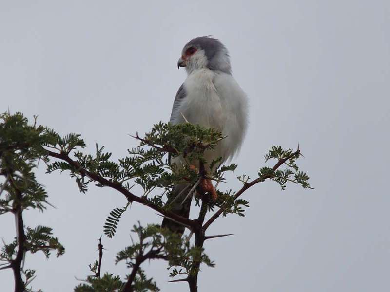 Halsband-Zwergfalke (Pygmy Falcon, Polihierax semitorquatus); Foto: 23.03.2017, Kuzikus Wildlife Reserve