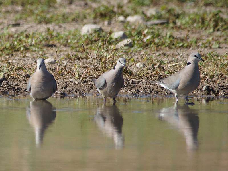 Kap-Turteltauben (Ring-necked Doves, Streptopelia capicola); Foto: 24.03.2017, Kuzikus Wildlife Reserve
