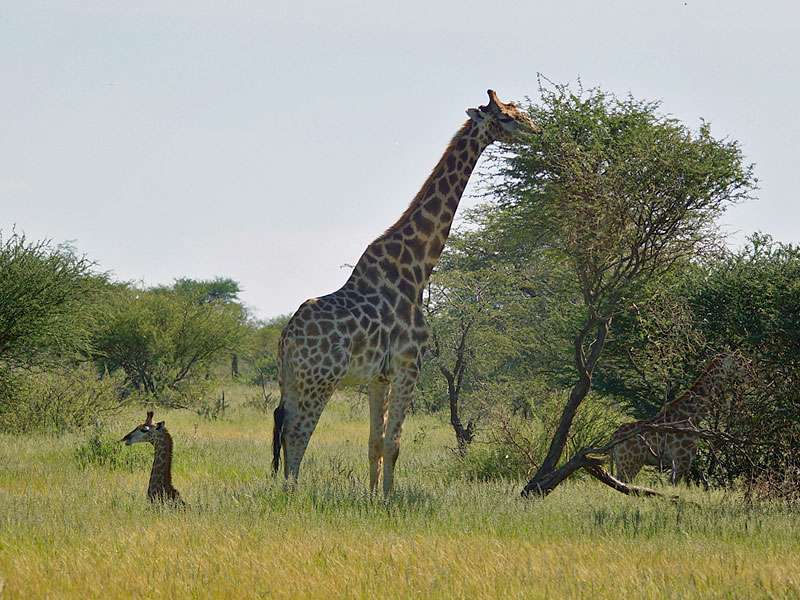 Kap-Giraffe (South African Giraffe, Giraffa giraffa giraffa); Foto: 24.03.2017, Kuzikus Wildlife Reserve
