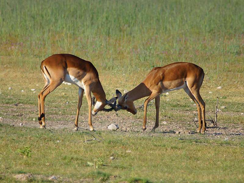 Männliche Schwarzfersenantilopen (Impala, Aepyceros melampus); Foto: 26.03.2017, Kuzikus Wildlife Reserve