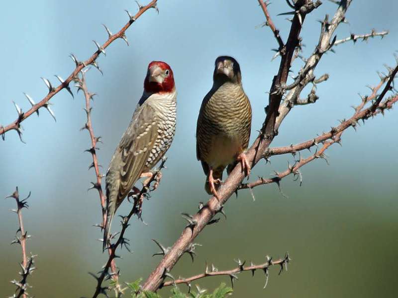 Rotkopf-Amadinen (Red-headed Finches, Amadina erythrocephala), links ein Männchen, rechts ein Weibchen; Foto: 26.03.2017, Kuzikus Wildlife Reserve