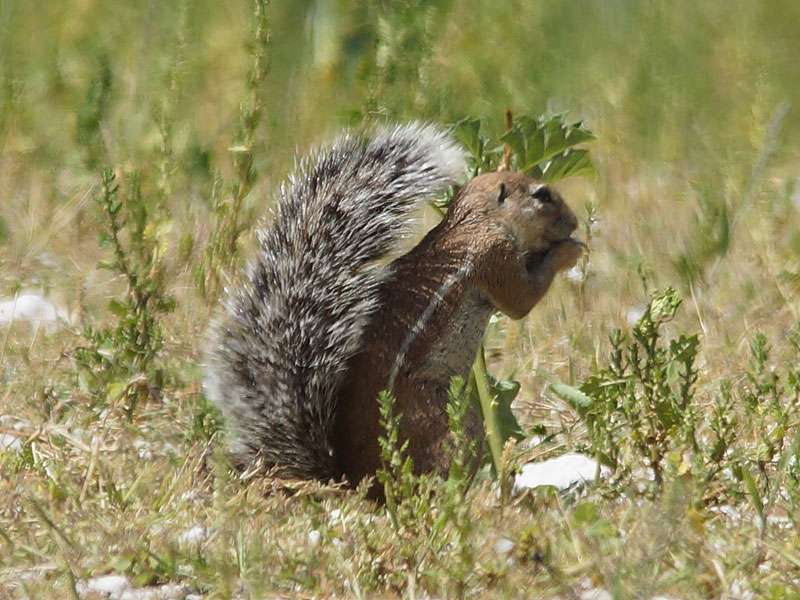 Kap-Borstenhörnchen (Cape ground squirrel, Xerus inauris); Foto: 28.03.2017, Kuzikus Wildlife Reserve