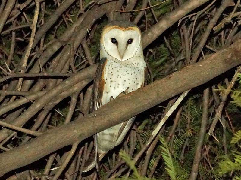 Schleiereule (Barn Owl, Tyto alba); Foto: 26.03.2017, Kuzikus Wildlife Reserve