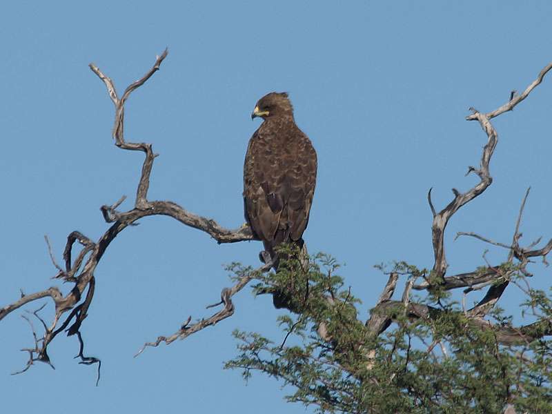 Silberadler (Wahlberg's Eagle, Aquila wahlbergi); Foto: 27.03.2017, Kuzikus Wildlife Reserve