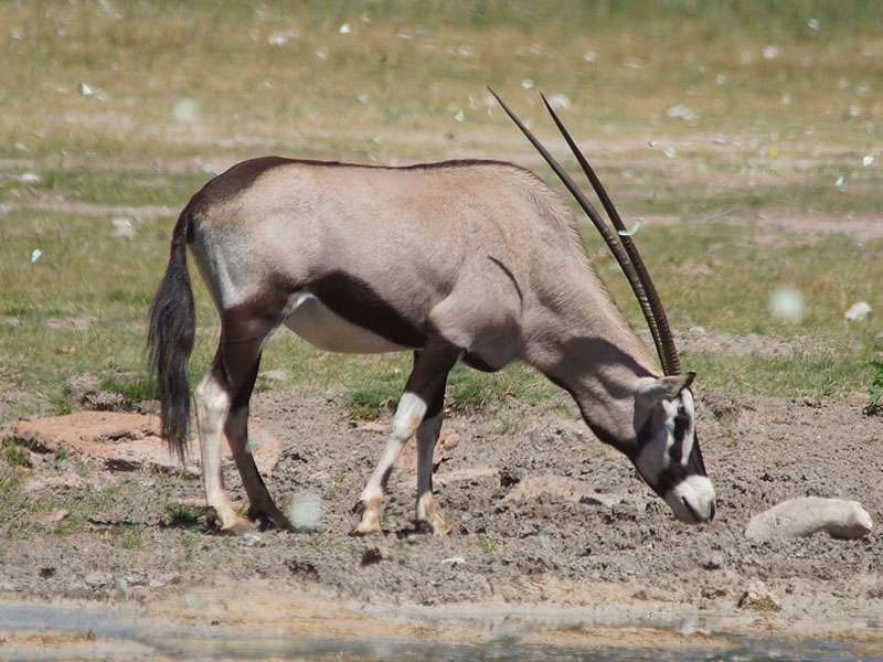 Spießbock (Oryx, Oryx gazella); Foto: 27.03.2017, Kuzikus Wildlife Reserve