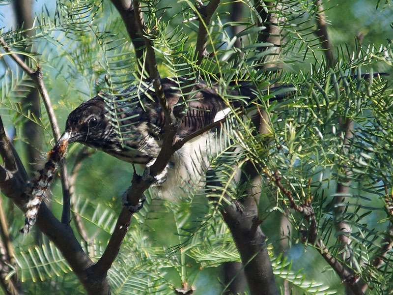 Kap-Kuckuck (Levaillant's Cuckoo, Clamator levaillantii) frisst eine Raupe von Gonometa postica; Foto: 28.03.2017, Kuzikus Wildlife Reserve