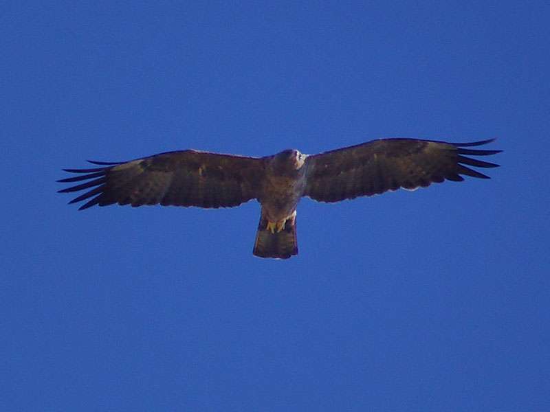 Silberadler (Wahlberg's Eagle, Aquila wahlbergi); Foto: 28.03.2017, Kuzikus Wildlife Reserve