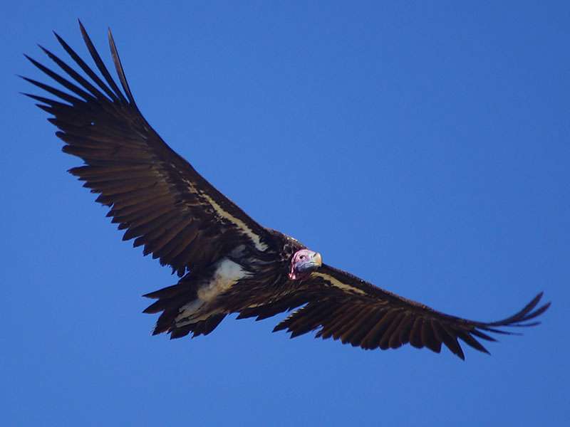 Ohrengeier (Lappet-faced Vulture, Torgos tracheliotus); Foto: 28.03.2017, Kuzikus Wildlife Reserve
