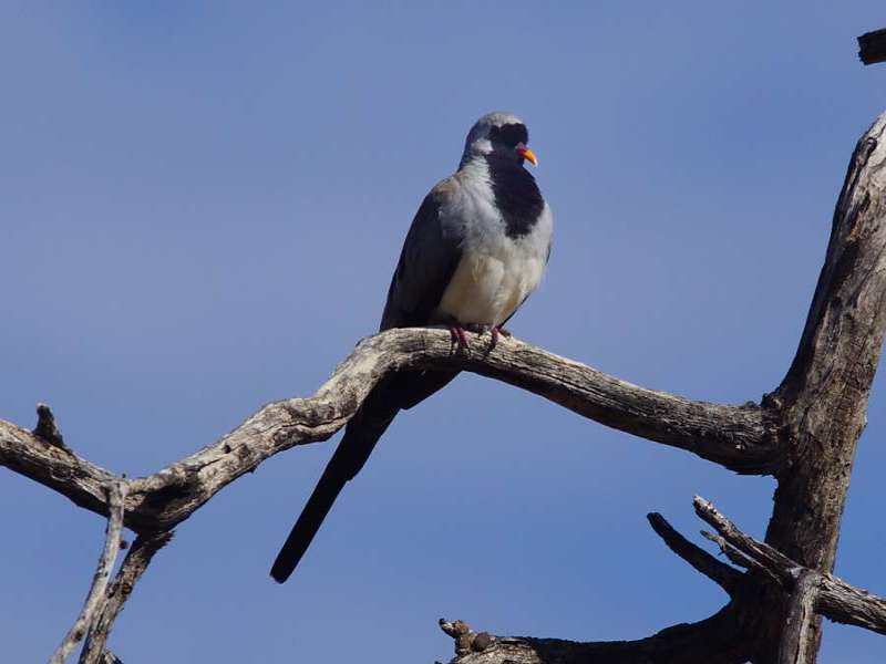 Männliches Kaptäubchen (Namaqua Dove, Oena capensis); Foto: 29.03.2017, Kuzikus Wildlife Reserve