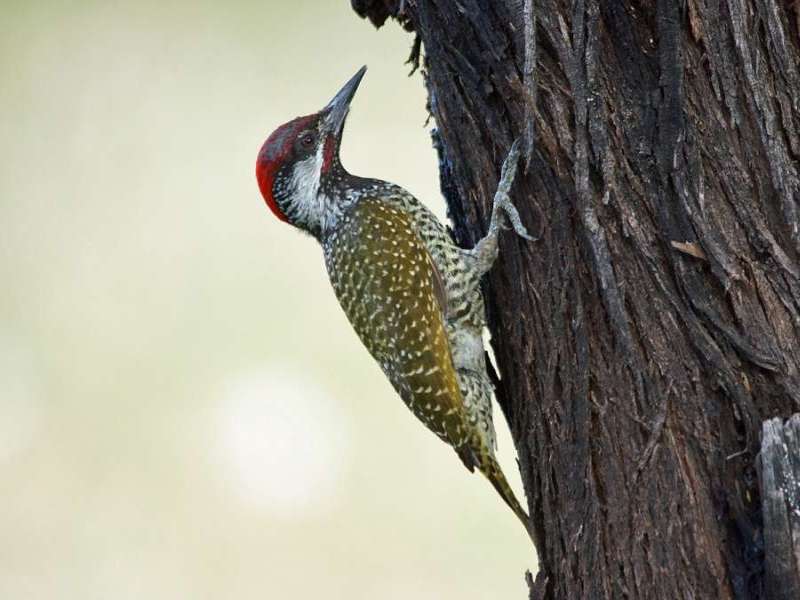 Goldschwanzspecht (Golden-tailed woodpecker, Campethera abingoni); Foto: 29.03.2017, Kuzikus Wildlife Reserve