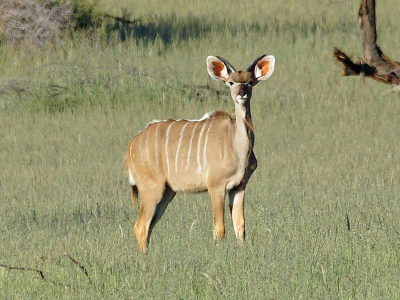 Weiblicher Großer Kudu (Greater Kudu, Tragelaphus strepsiceros); Foto: 30.03.2017, Kuzikus Wildlife Reserve