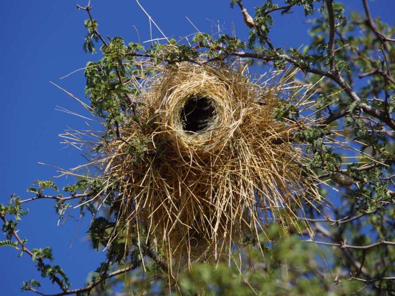 Nest eines Weißbrauenwebers (White-browed Sparrow-Weaver, Plocepasser mahali); Foto: 29.03.2017, Kuzikus Wildlife Reserve