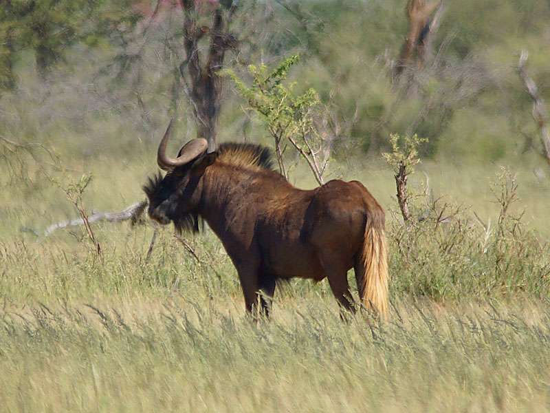 Männliches Weißschwanzgnu (Black wildebeest, Connochaetes gnou); Foto: 30.03.2017, Kuzikus Wildlife Reserve