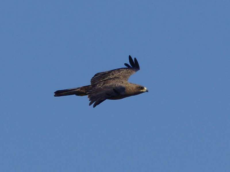 Silberadler (Wahlberg's Eagle, Aquila wahlbergi); Foto: 01.04.2017, Kuzikus Wildlife Reserve