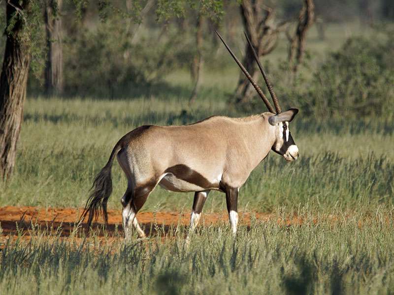 Spießbock (Oryx, Oryx gazella); Foto: 01.04.2017, Kuzikus Wildlife Reserve