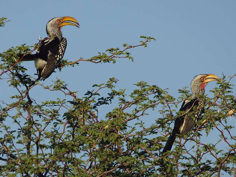 Rotaugentokos (Southern Yellow-billed Hornbills, Tockus leucomelas); Foto: 01.04.2017, Kuzikus Wildlife Reserve