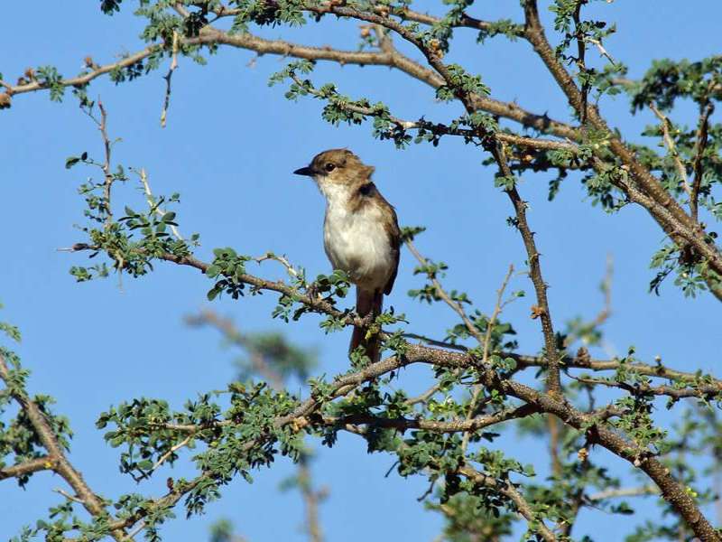Marico-Schnäpper (Mariqua Flycatcher, Bradornis mariquensis); Foto: 02.04.2017, Kuzikus Wildlife Reserve