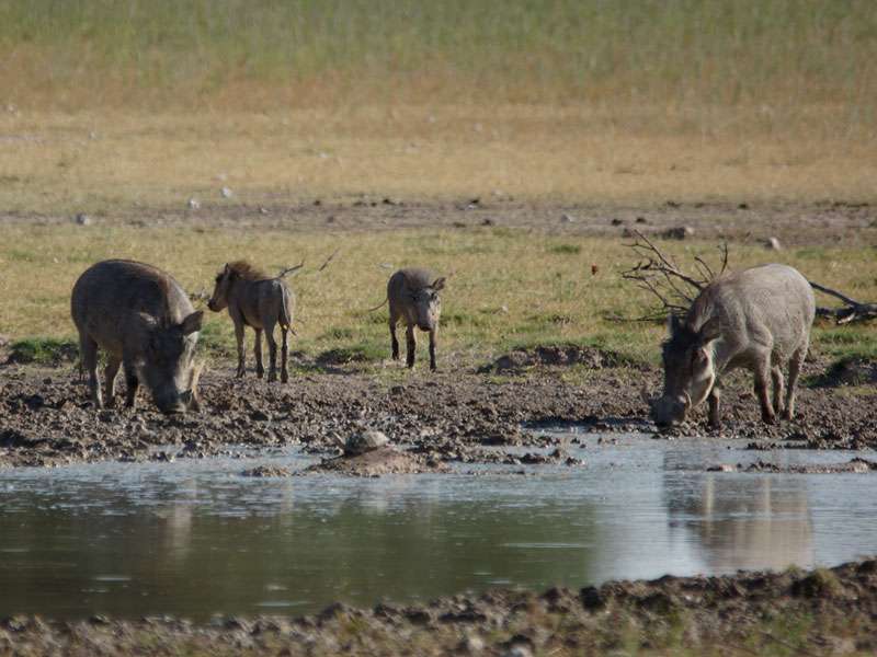 Gewöhnliches Warzenschwein (Common warthog, Phacochoerus africanus); Foto: 03.04.2017, Kuzikus Wildlife Reserve