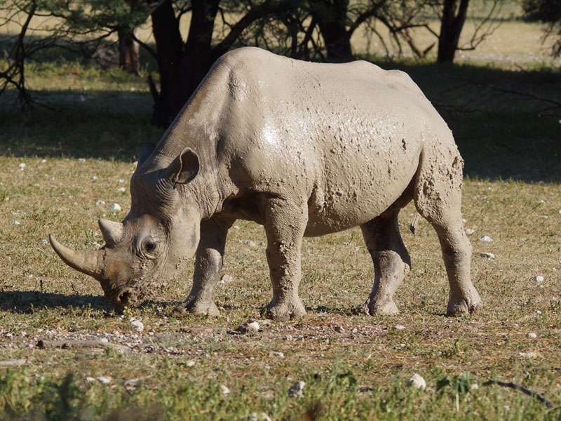 Spitzmaulnashorn (Black rhinoceros, Diceros bicornis); Foto: 04.04.2017, Kuzikus Wildlife Reserve