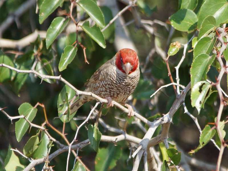 Männliche Rotkopf-Amadine (Red-headed Finch, Amadina erythrocephala); Foto: 05.04.2017, Kuzikus Wildlife Reserve