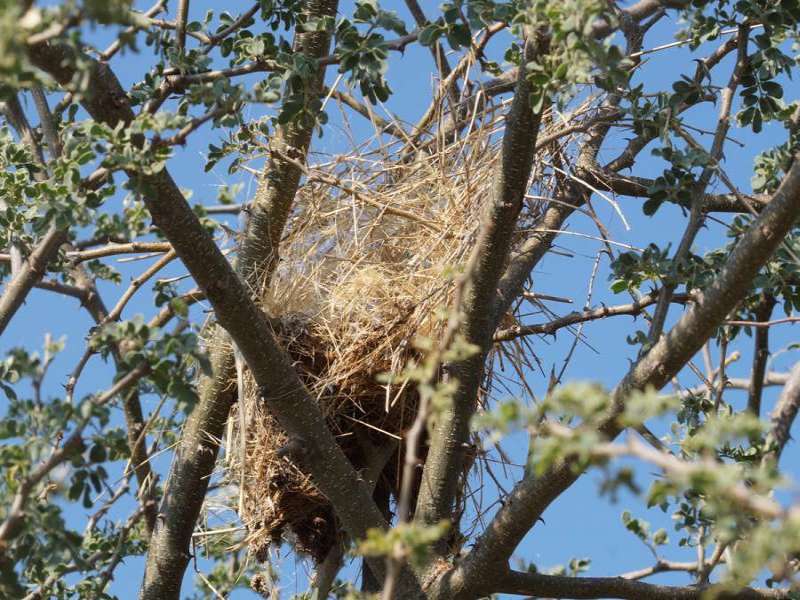 Nest eines Schnurrbärtchens (Scaly Weaver, Sporopipes squamifrons); Foto: 06.04.2017, Kuzikus Wildlife Reserve