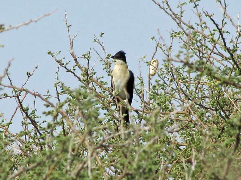 Jakobiner-Kuckuck (Pied Cuckoo, Clamator jacobinus); Foto: 06.04.2017, Kuzikus Wildlife Reserve
