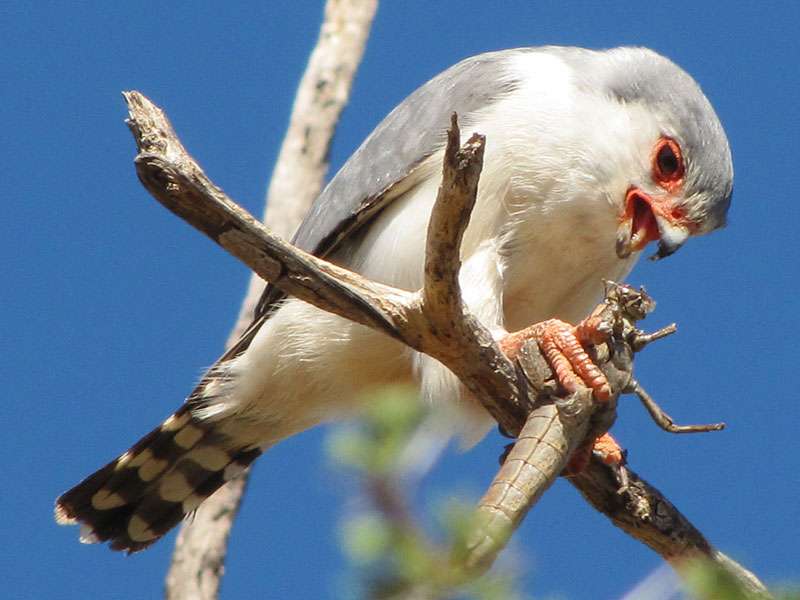 Halsband-Zwergfalke (Pygmy Falcon, Polihierax semitorquatus); Foto: 07.04.2017, Kuzikus Wildlife Reserve