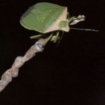 Baumwanzen (Shieldbugs, Stink Bugs, Pentatomidae)